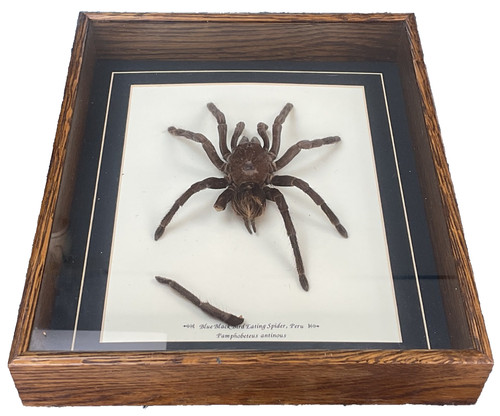 Giant tarantula bird eating - giant,