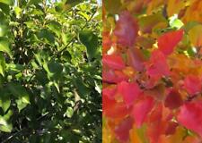 Pyrus Calleryana Chanticleer Tree 6ft Supplied in a 12 Litre Pot by Directplants