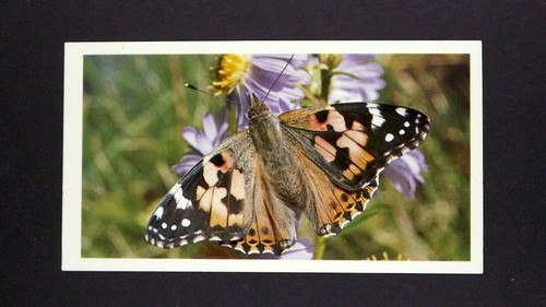 Grandee cigar card - 1,