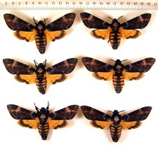 Sphingidae. Acherontia