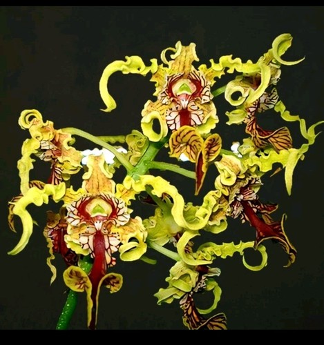 Dendrobium spectabile unique - spectabile.,