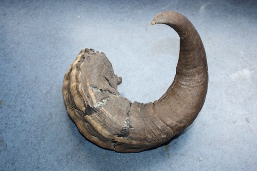 Real rams horn - rams, walking