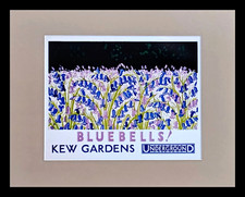 Kew Gardens Bluebells 1930