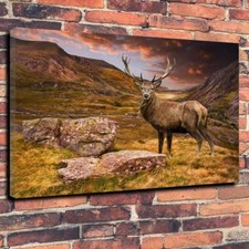 Highland Stag Scotland Deer
