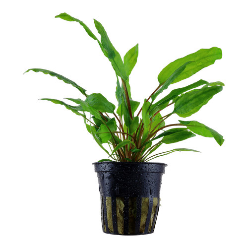 Cryptocoryne wendtii tropica - cryptocoryne,