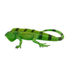 Mojo GREEN IGUANA Wild zoo