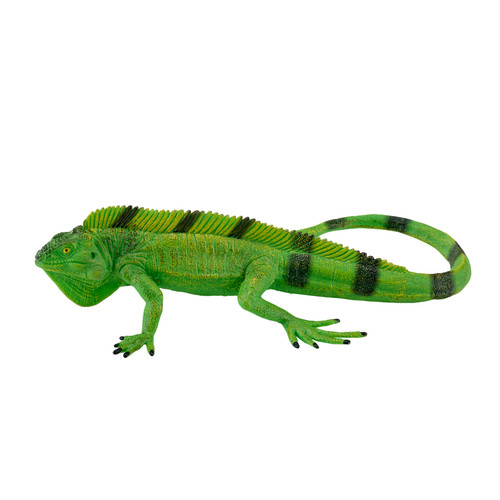 Mojo green iguana - iguana, zoo