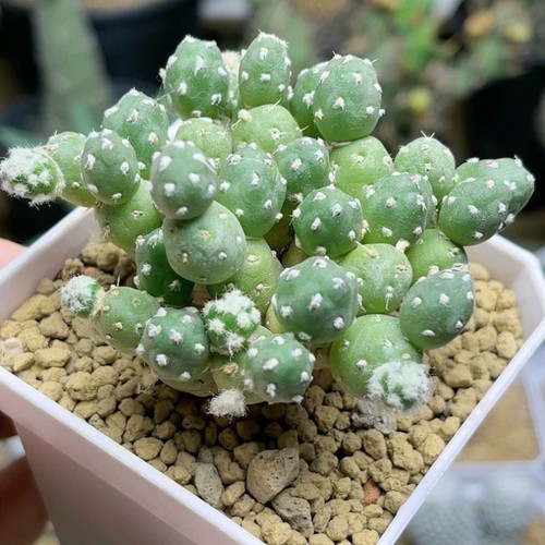 6cm succulent cactus - 6cm,