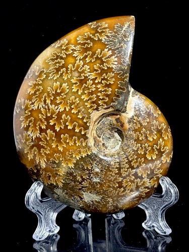 Ammonite madagascan crystal - madagascan,