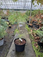 Chinese White Pine Tree |