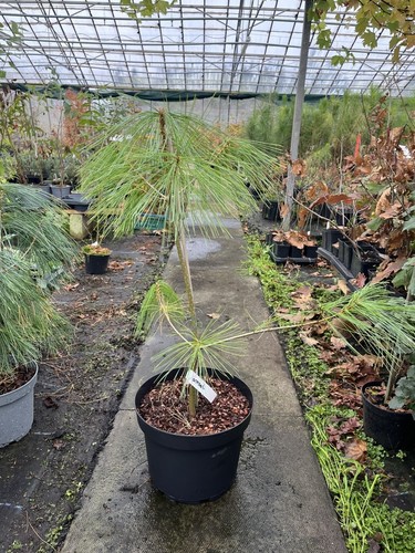 Chinese white pine tree - pine, |