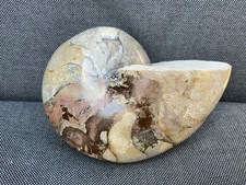 Polished nautilus rare - polished,