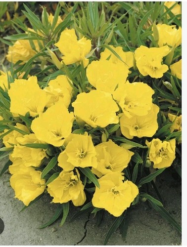 Evening primrose oenothera - evening,