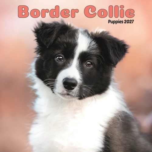 Border collie puppies mini - puppies,