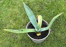 Agave Americana /Century Plant