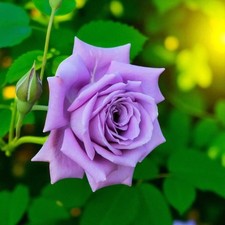 1 PURPLE FRAGRANT CLIMBING