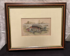 ANTIQUE 19th CENTURY ENGRAVING 1840 HAND COLOURED FISH SEBBANUS SCRIBA LIZARS SC