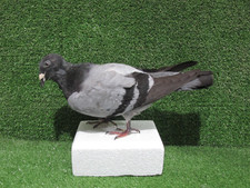 Walking Grey Pigeon Taxidermy