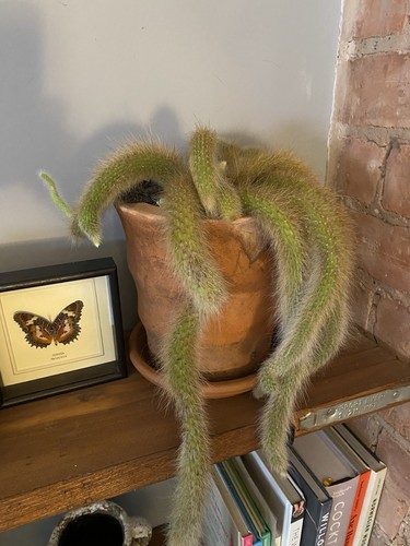 Cleistocactus colademononis - cleistocactus,
