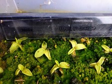 Temperate Butterwort Pinguicula grandiflora x corsica,  barerooted, NO POT&SOIL