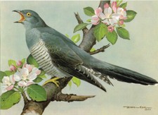 Cuckoo Vintage Bird Picture