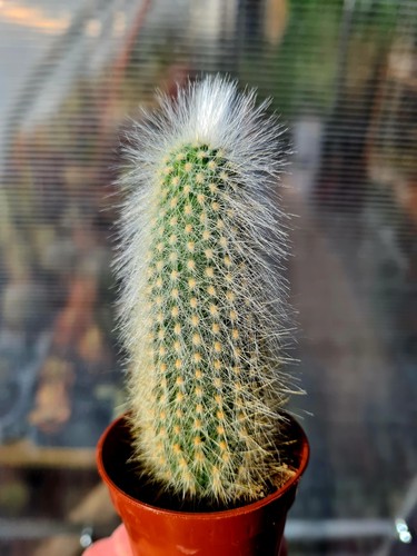 Cleistocactus strausii the - strausii, |