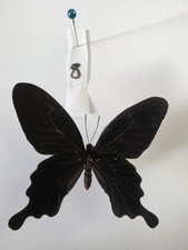 Pachliopta Kotzebeau Set