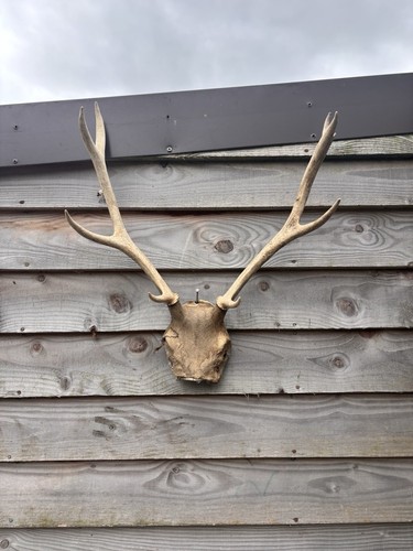Highland red stag - stag, antlers