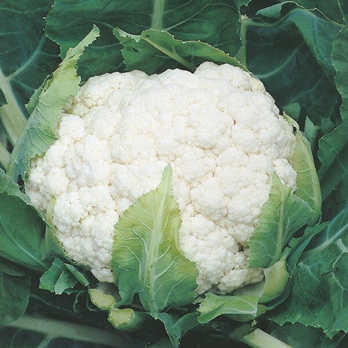 Cauliflower boris plug - f1,