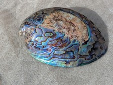 New Zealand Paua Abalone Iridescent Shell