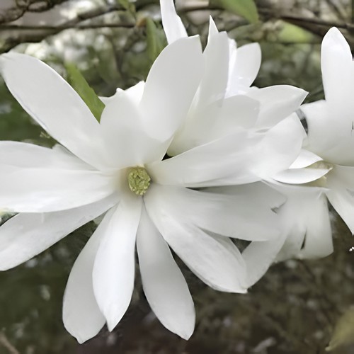 Magnolia stellata star - magnolia,