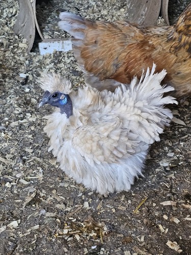 Rare unique colored frizzell - colored,