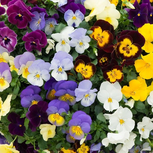 Pansy cool wave mix - wave, hardy