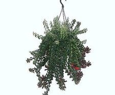 Aeschynanthus Twister House