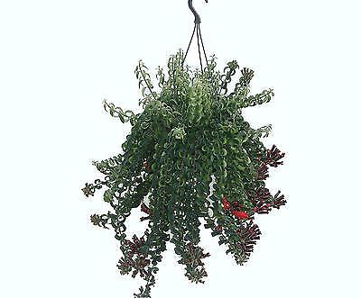 Aeschynanthus twister house - twister,