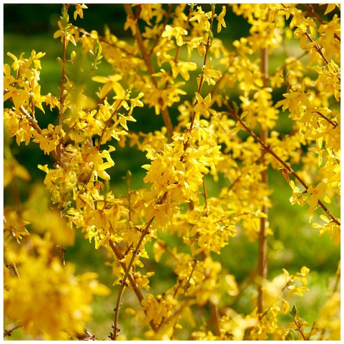 Forsythia intermedia lynwood - forsythia, 'lynwood'