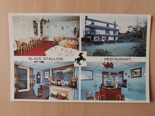 Dursley black stallion - dursley.,