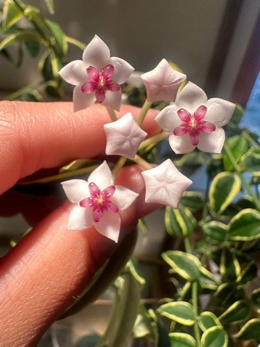 Rare hoya bella - rare,