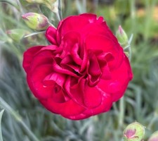 Dianthus Passion P9 hardy