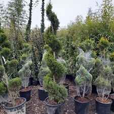 Spiral Topiary Tree 35L Approx 200cm+ Evergreen Conifer Winter Hardy Dark Green