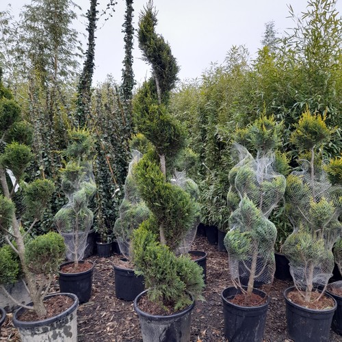 Spiral topiary tree 35l approx - spiral,