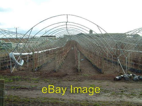 Photo 6x4 naked polytunnels - naked,
