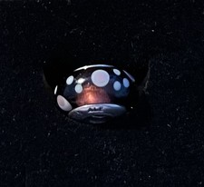 Pandora Murano Glass and