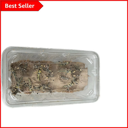 Live locusts for - live, reptiles