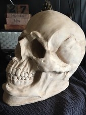 READY TO POST latex and fibreglass mould of a lovely Large Display Skull Super