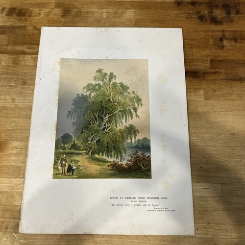 Antique book lithograph print - book,