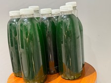 Nannochloropsis LIVE Phytoplankton - 1 liter ! very concentrated,  reef tanks. 