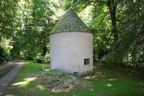 Photo 6x4 doocot pigeon - photo,