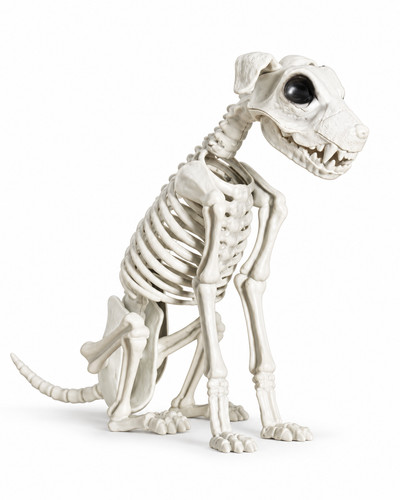 Dog skeleton halloween animal - skeleton,
