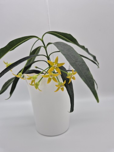 Super rare hoya irisae - irisae, -long